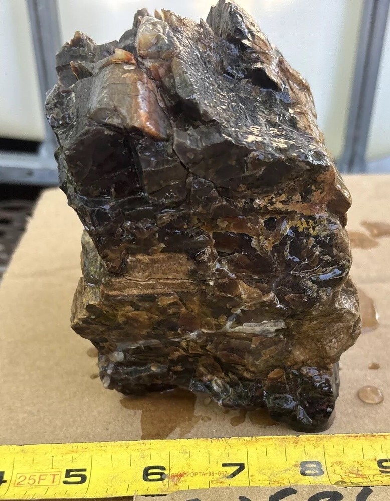 Colorful petrified wood