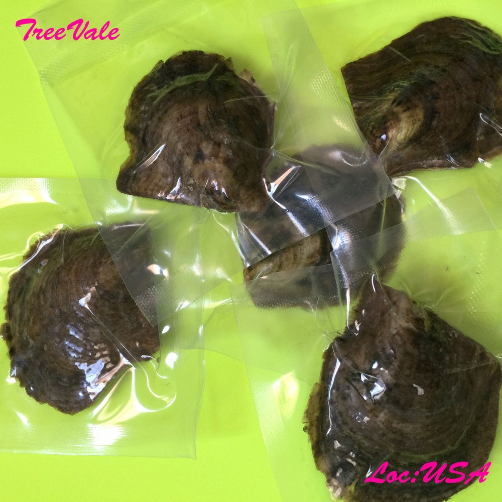 Four Akoya Oysters with LARGE Pearls - Individually Wrapped