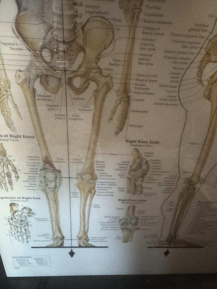 Skeletal System Anatomical Chart Poster ￼ Laminated Learning 20x26 Skeleton B24