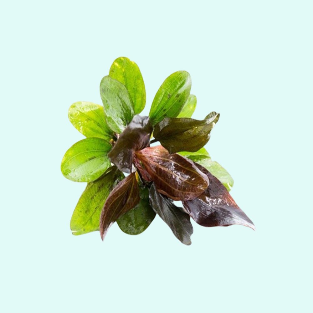 Amazon Sword Echinodorus (Red Pearl) Small