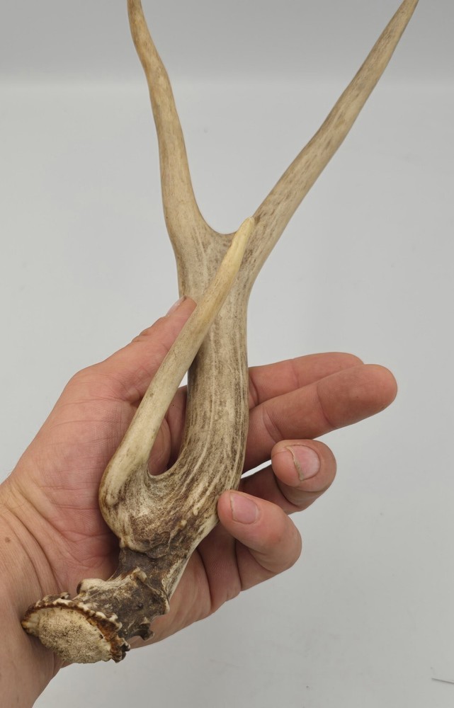 Unique deer antler shed ✅️