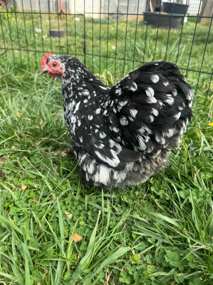 Mottle Cochins Bantam hatching eggs