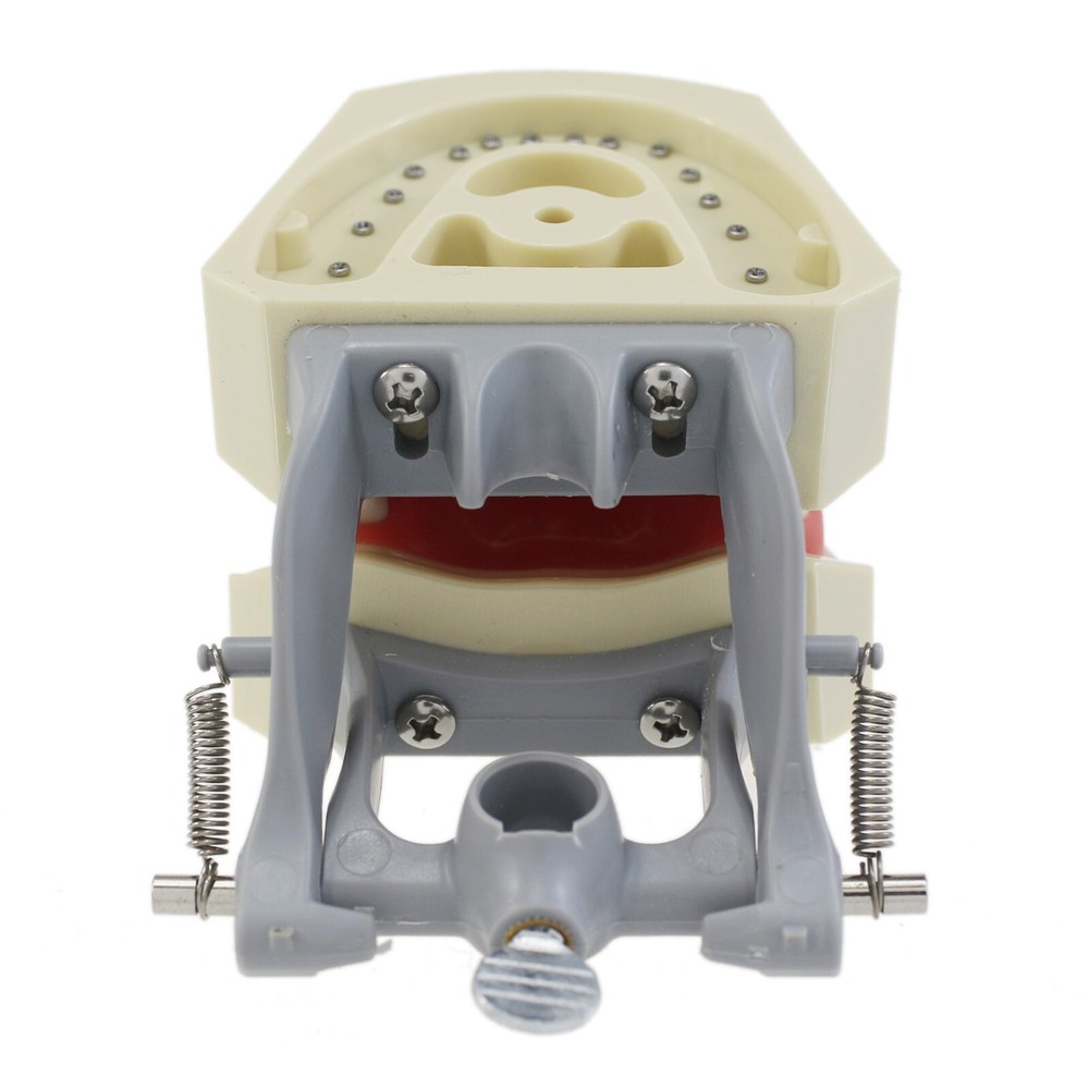 Columbia Dentoform 860 Type Dental Typodont Mounting Pole 32PCS Teeth Removable