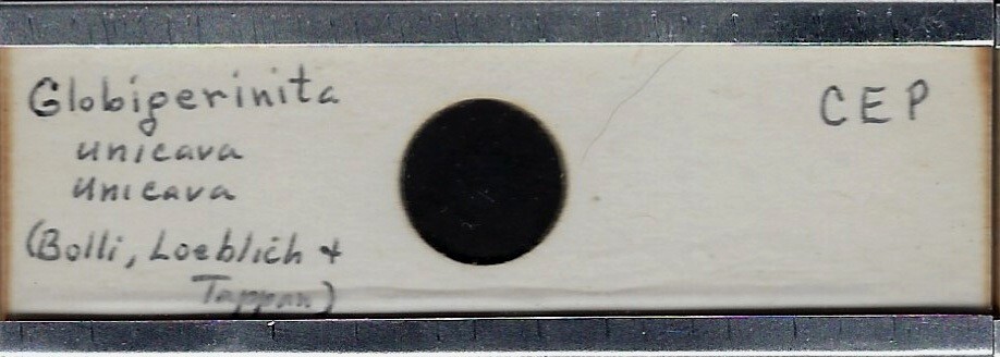 Foraminifera Globigerinita unicava Microfossil Microscope Slide