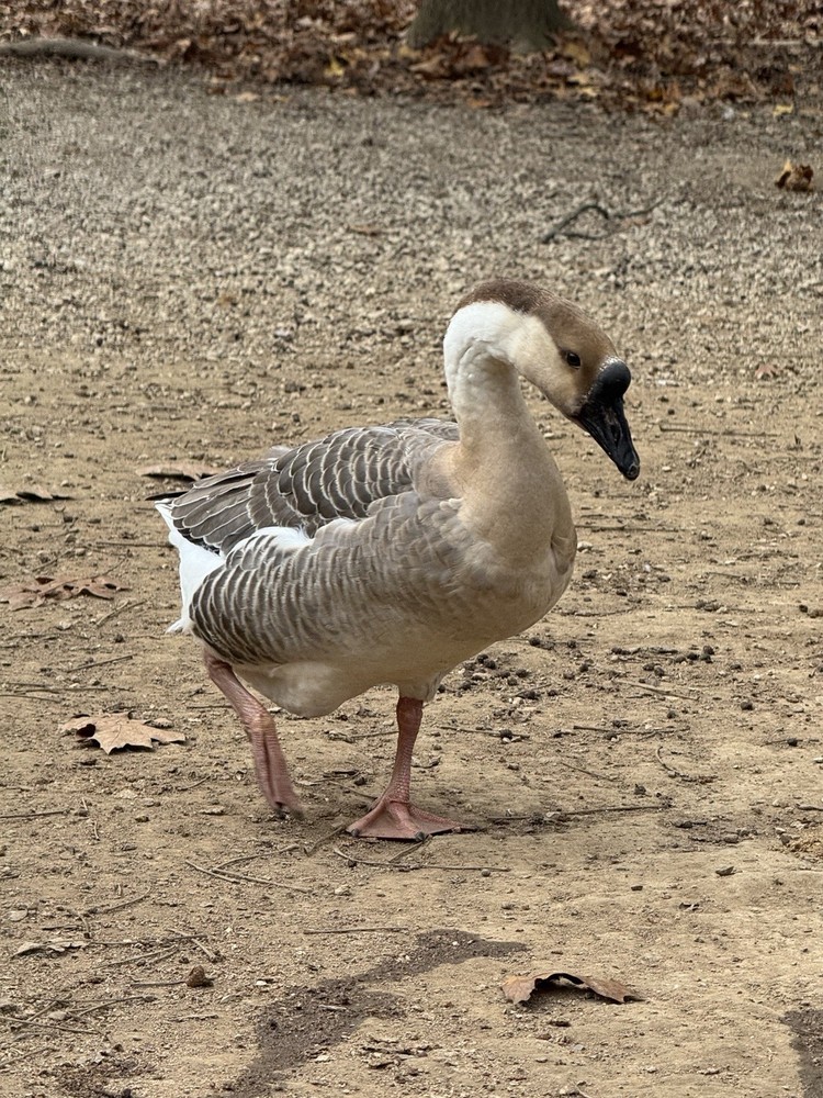 12 Brown Chinese Geese Hatching Eggs