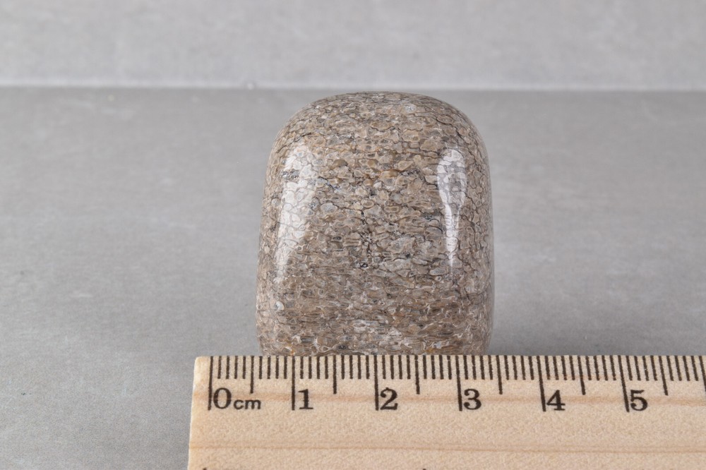 Fossilized Dinosaur Bone Polished from Morocco 4.0 cm # 19757