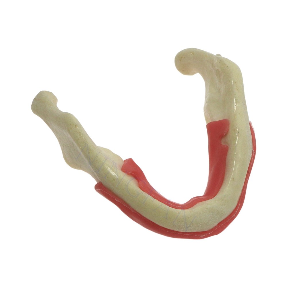 Dental Implant Practice Model, Lower Jaw Drilling, Maxillary Sinus Lifting Type