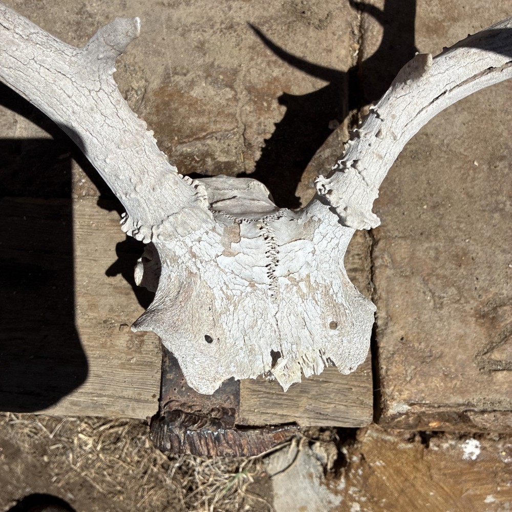 Mule Deer Skull Plate