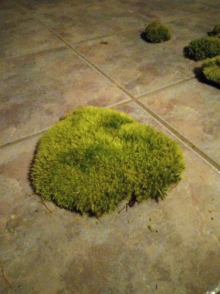 Pincoushing Moss And Mood Moss