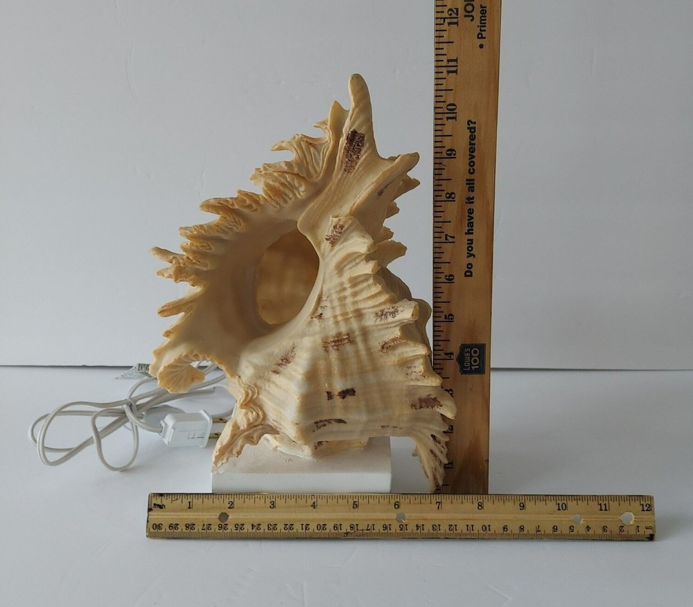 Cracker Barrel Shell Accent Light Standard 120 V Wall Outlet