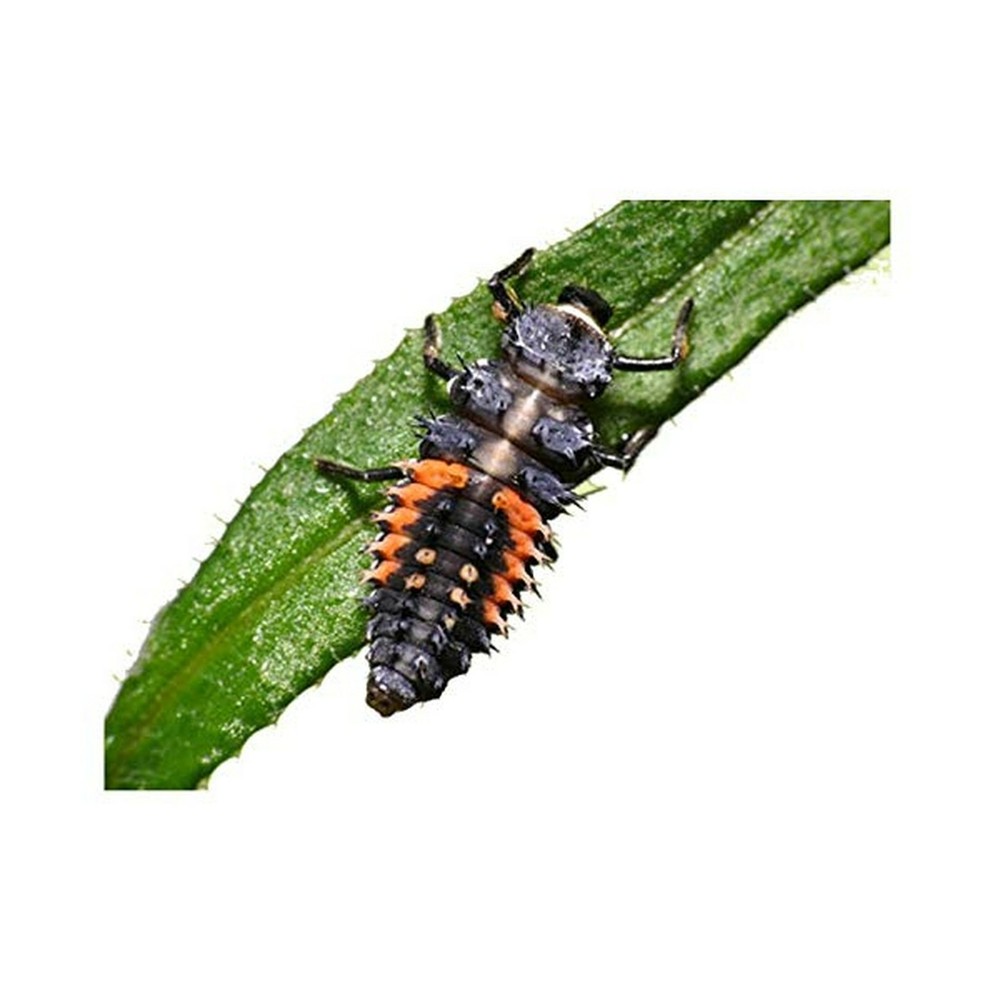 Insect Lore Tube Ladybug Larvae 4 OZ Quick Guide Helpful Ladybug Raising Tips