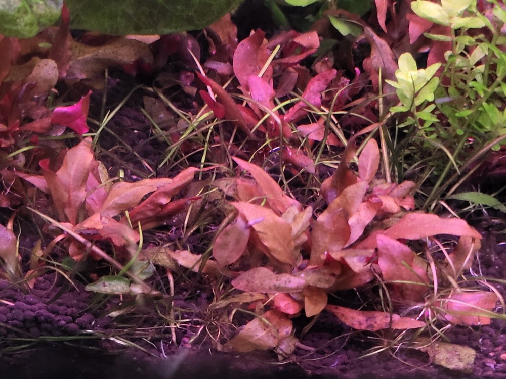 Aquatic Plant Pack 10 Varaties