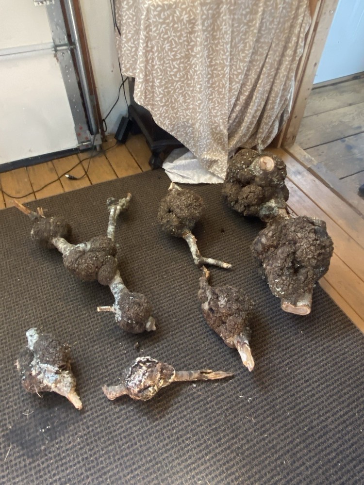 10 ELM BURLS Small To Large Sized