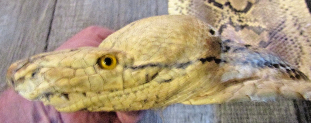 Taxidermy Genuine 15' 4" Long Reticulated Python Hide