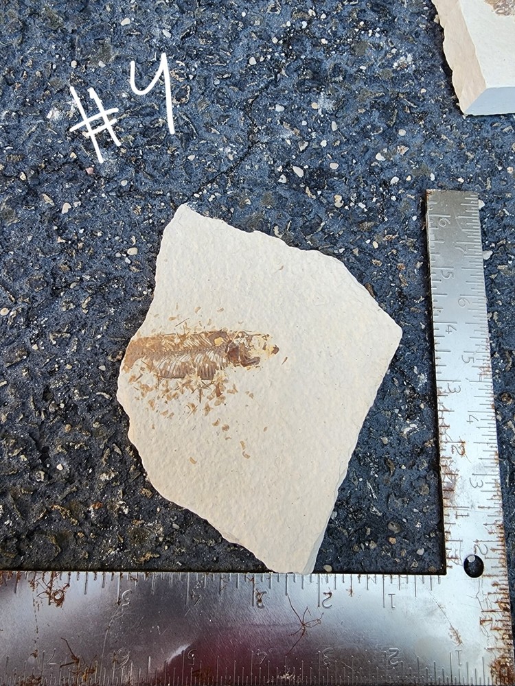 Green River Partial Fossil Fish Knighta
