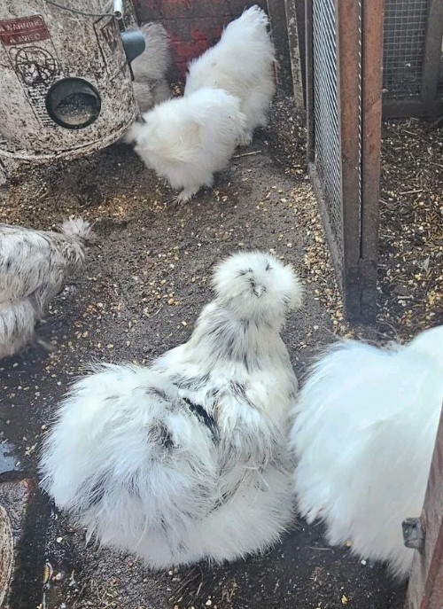 18 Silkie Hatching Eggs