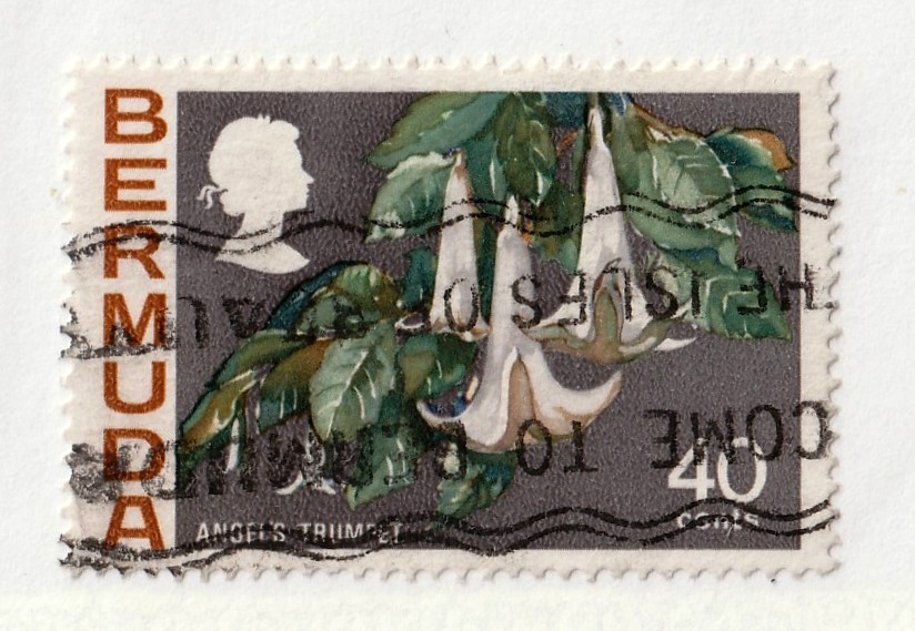 Bermuda      325         used