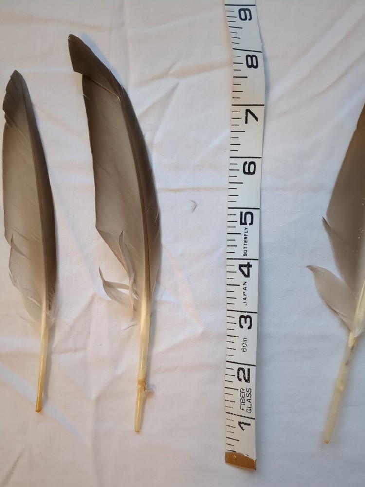 1 Pack - Natural Brown Duck Pointer Primary Wing Feathers Halloween Wedding