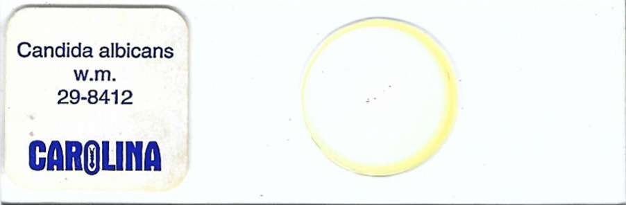 Candida albicans w.m. Microscope Slide