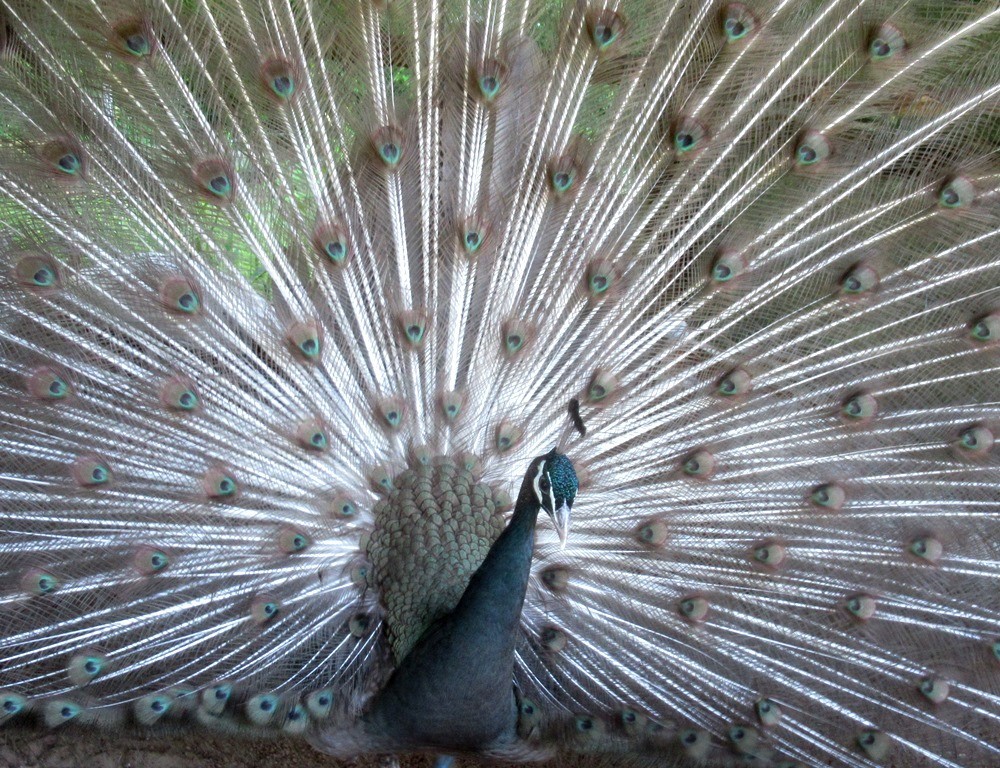 *5* Peacock Peafowl Hatching Eggs Variety Pack! *Ready Now* *NPIP*