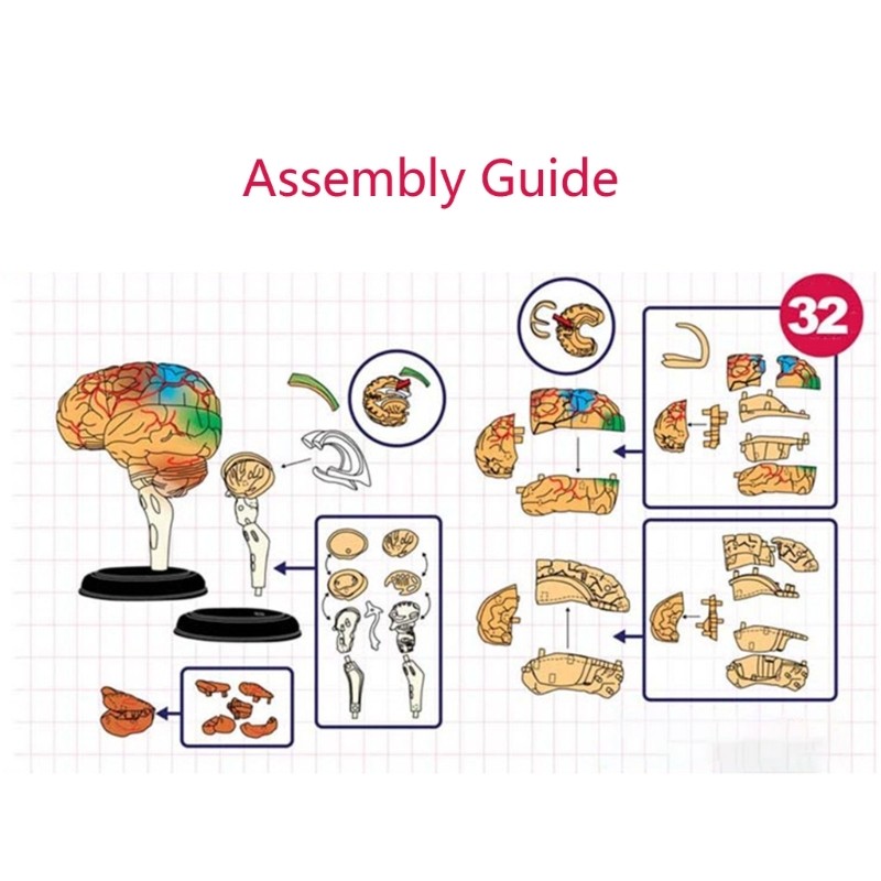 Brain Display Teaching Medical Model Organs Model for Science Classroom Study