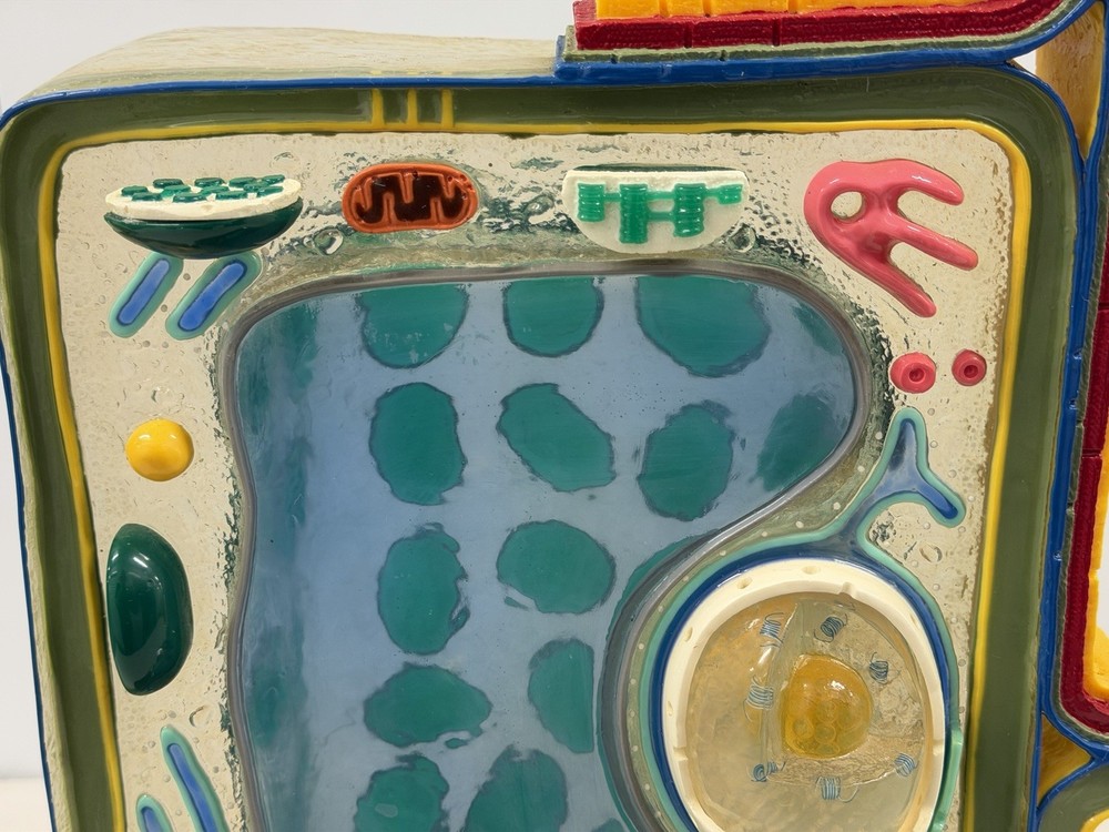 STACO Deluxe Plant Cell Model