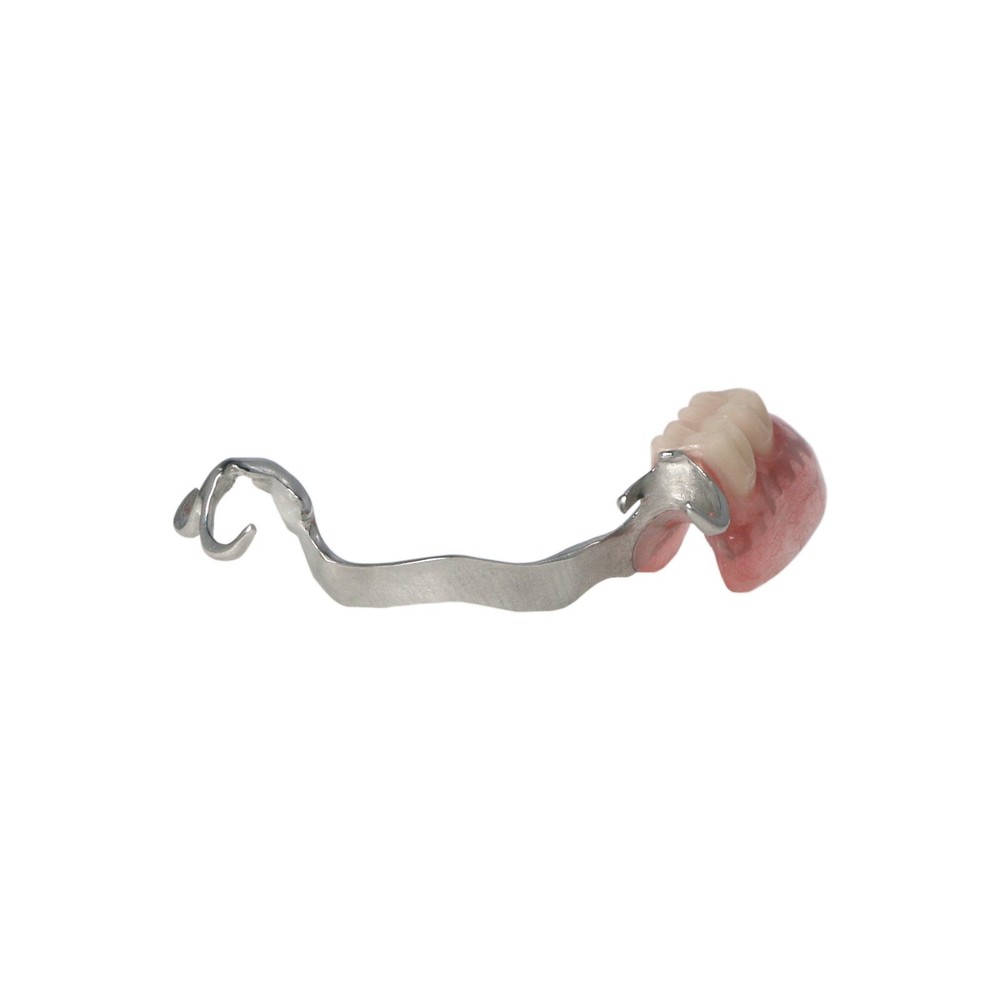 Dental Training Typodont Model with Removable Partial Denture Teaching Model