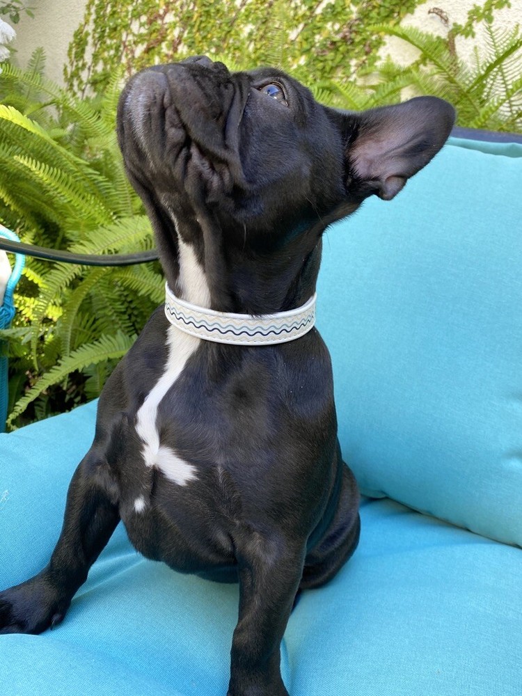 Dog Collar Leash Set | White Leather | CALIDOG