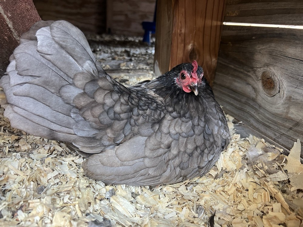 Serama Hatching Eggs *various feather* 10eggs +extra