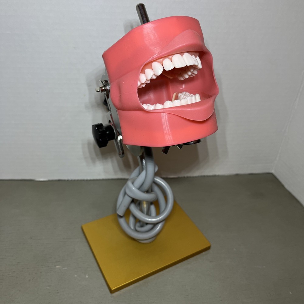 Dental Typodont Model Adjustable Stand Mounted Teaching Learning Simulation