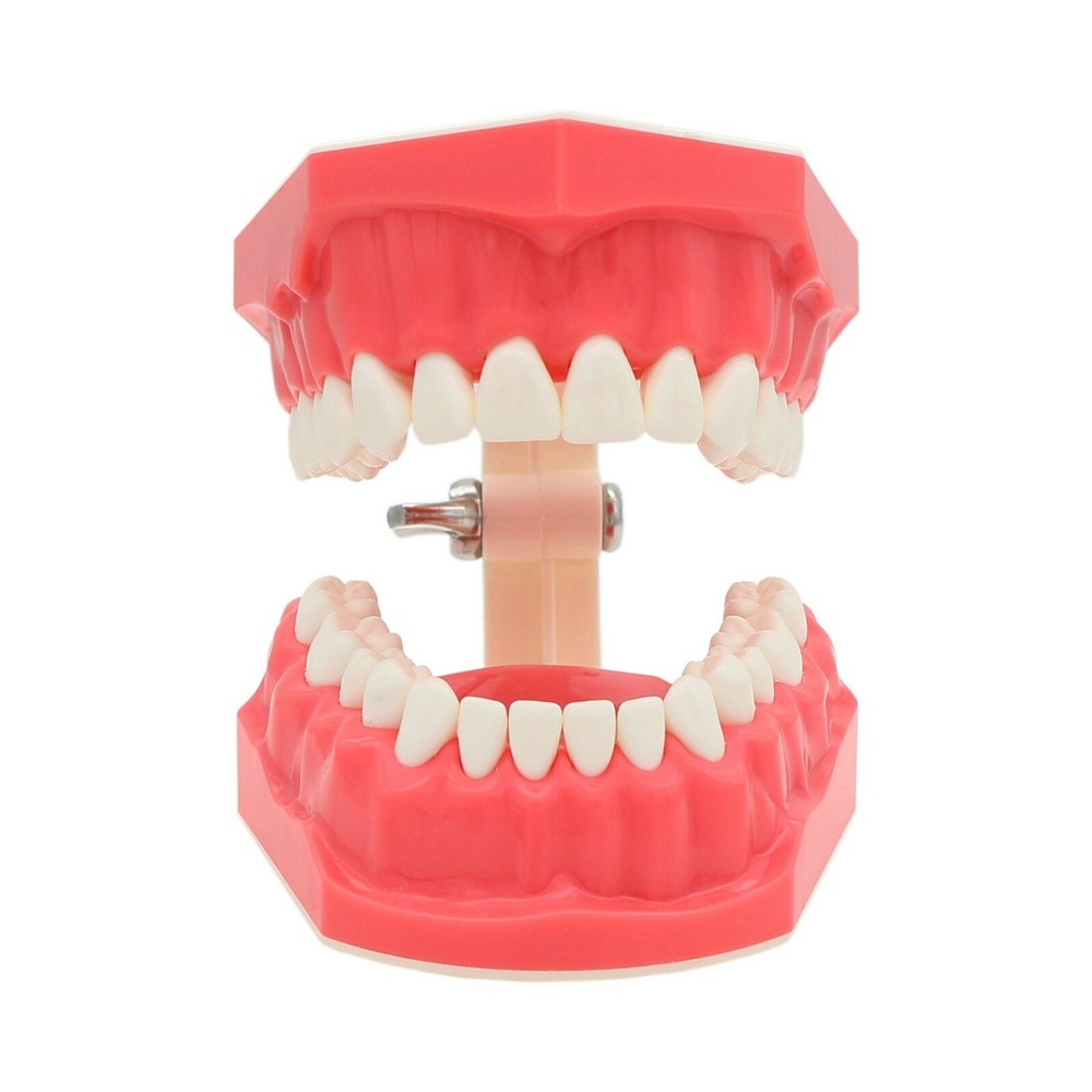USA Dental Typodonts Teeth Model Brushing Flossing Practice Teaching Studying