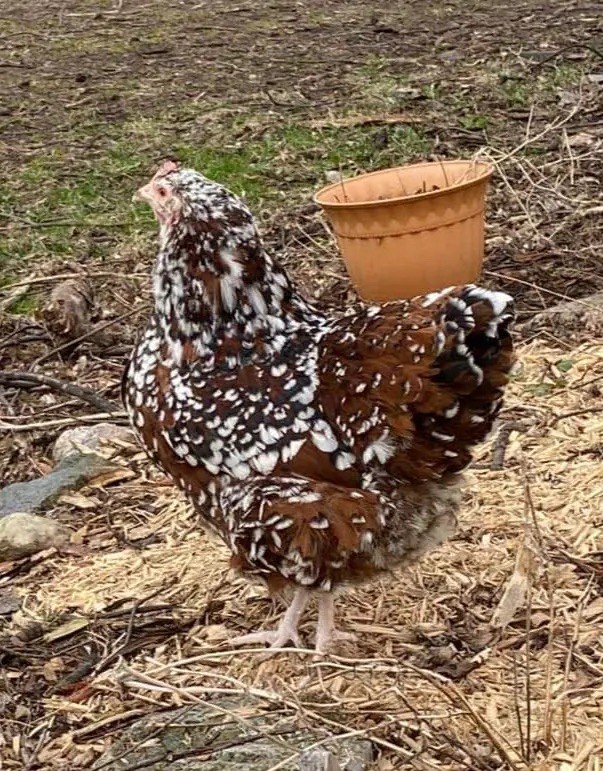 6 Jubilee Orpington hatching eggs