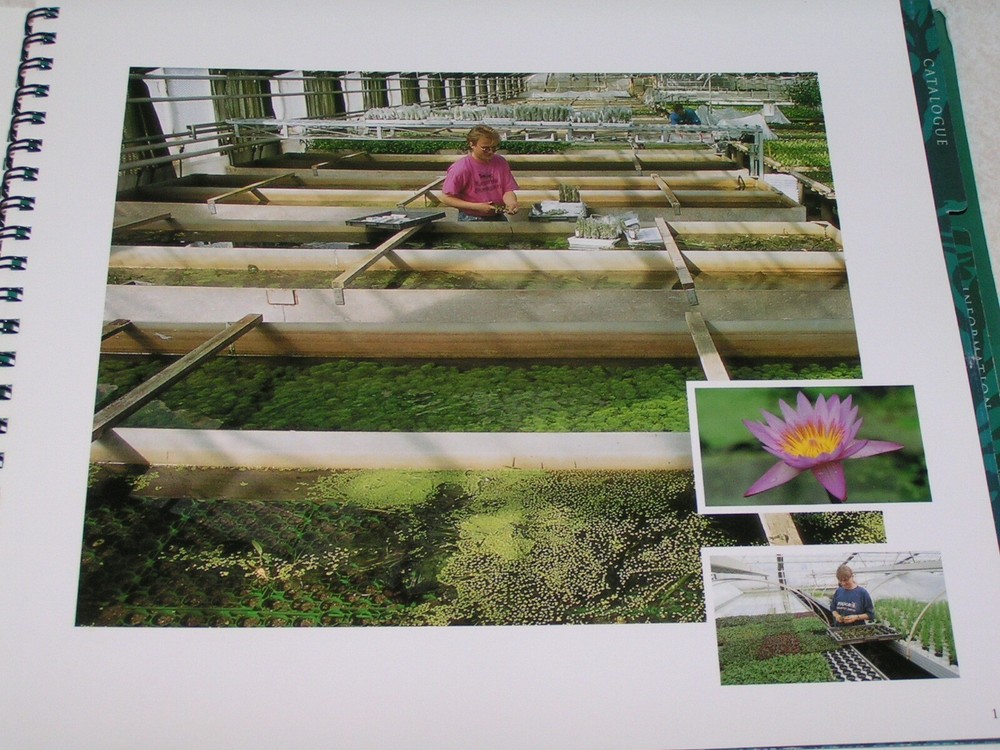 Groundbreaking Tropica Aquarium Plants by Holger Windelov Plant Reference Work