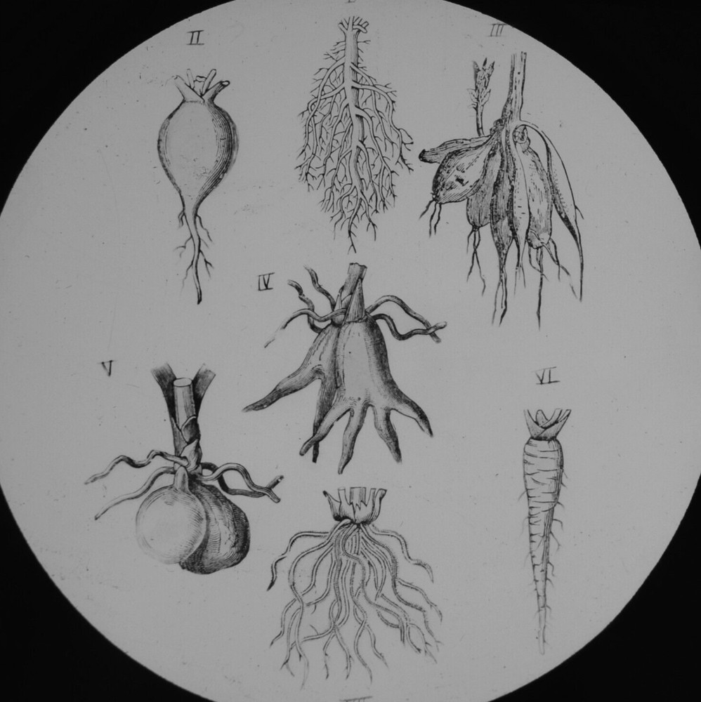 VICTORIAN PLANT STUDY ROOT TYPES C1890 ANTIQUE Magic Lantern Slide ILLUSTRATION