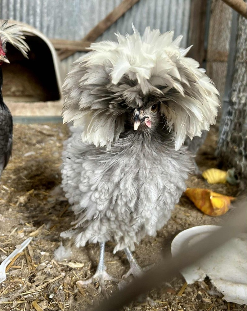 8 + White Crested Blue Polish Hatching Eggs – Frizzle Possible