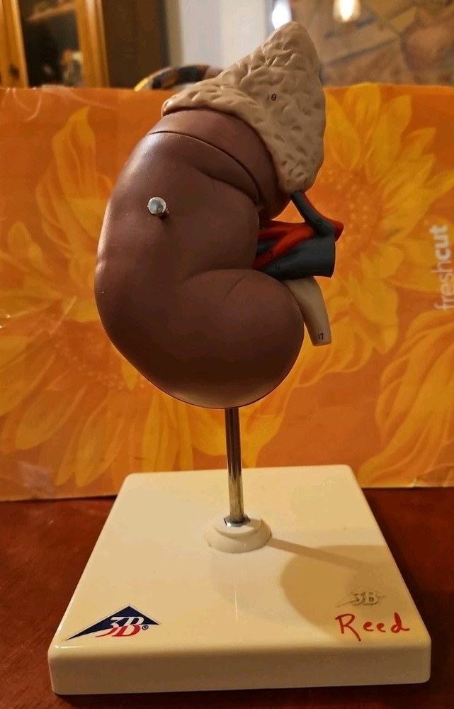 Anatomy Biology Model Kidney 3d Learning Anatomy Teaching Model, Nice & Numbered