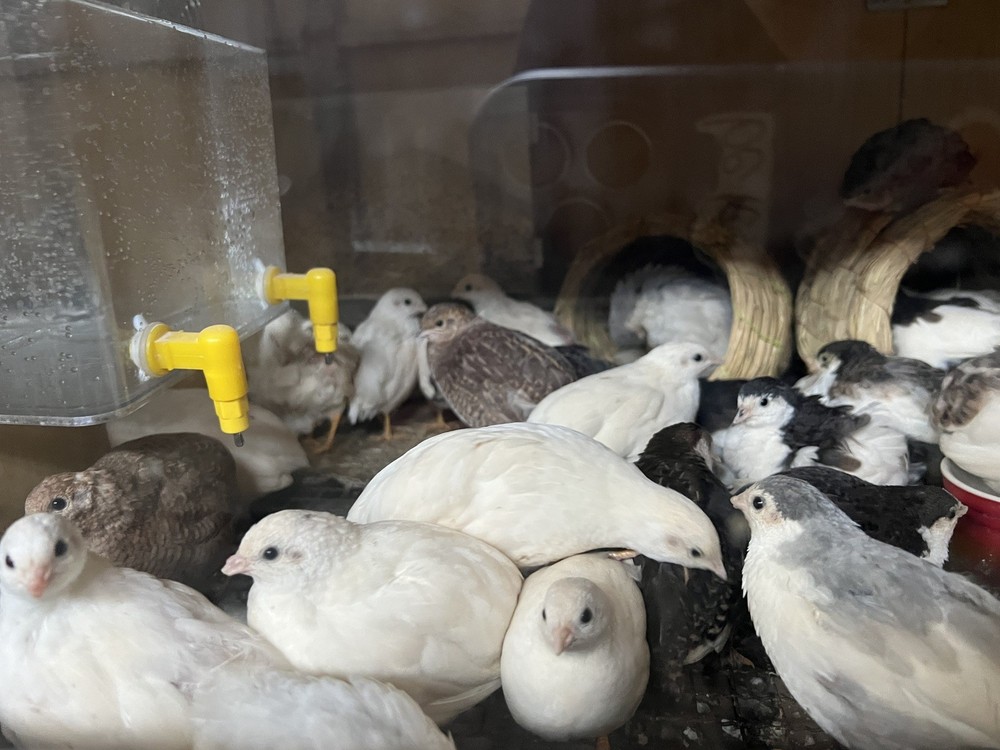 button quail hatching eggs