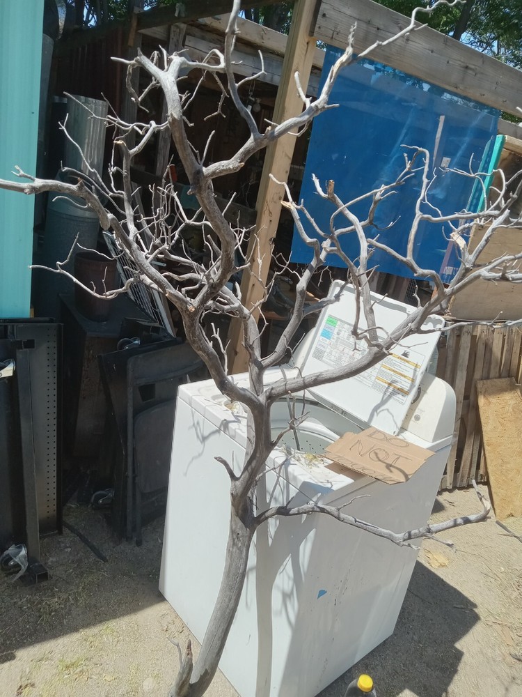 manzanita wood