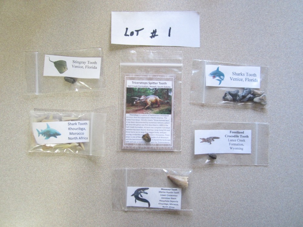 Dinosaur, Mammal, Sharks Teeth Kit
