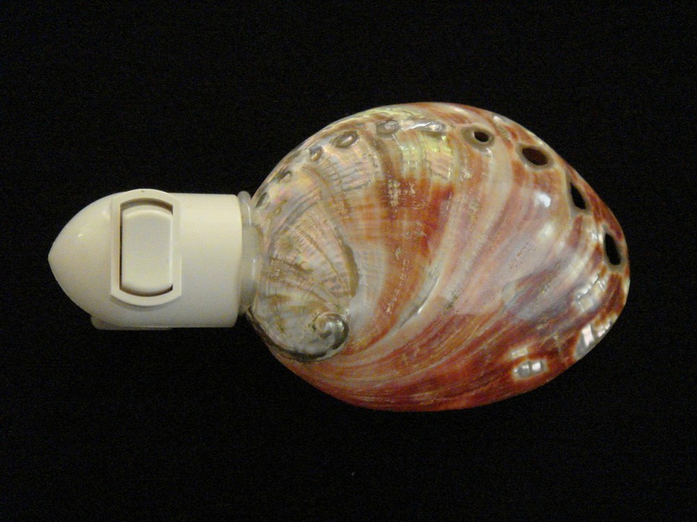 RED ABALONE SEA SHELL NIGHTLIGHT BATHROOM KITCHEN #7202