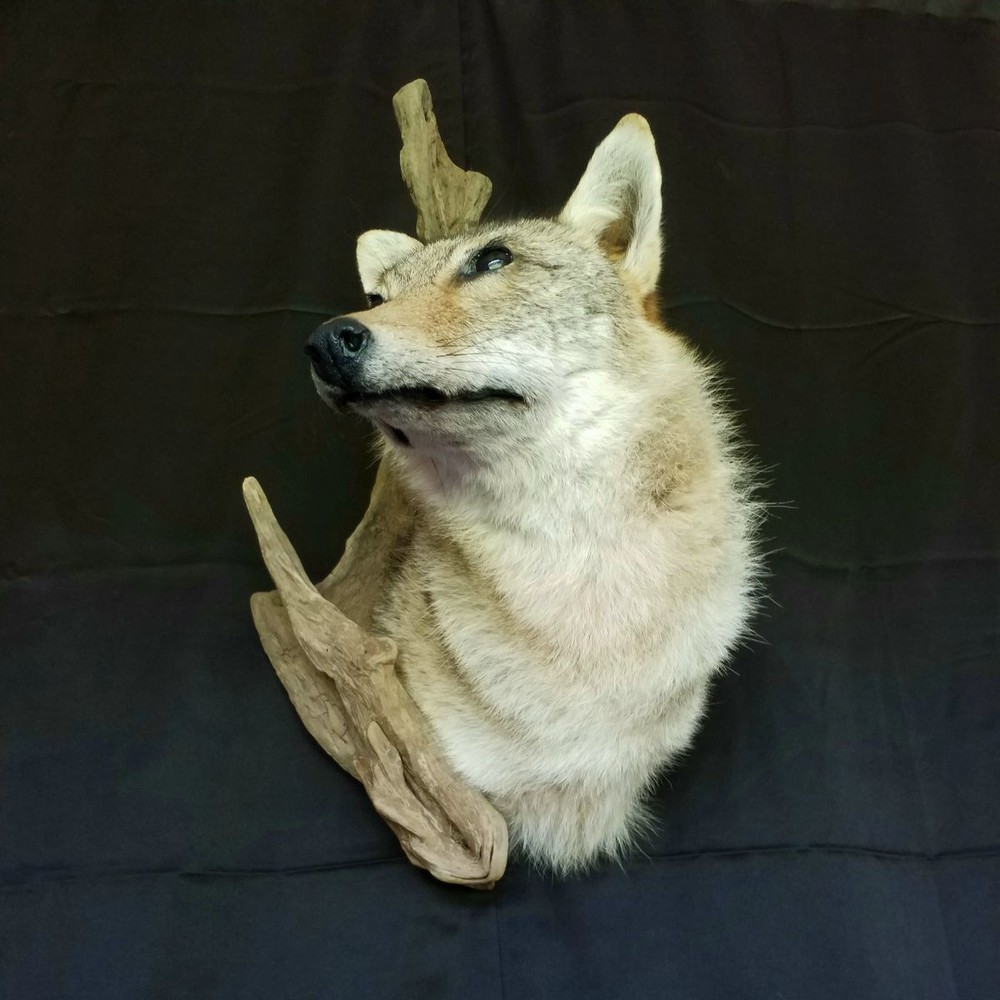 Extra-Large Coyote Head Driftwood mount - NEW