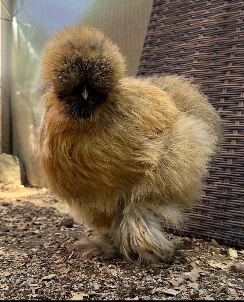 Silkie Hatching Eggs- breeder/show quality