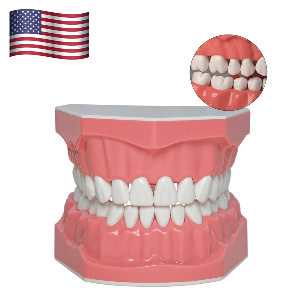 US Dental Typodont Teeth Model 1:1 Brushing Flossing Practice Teaching Model