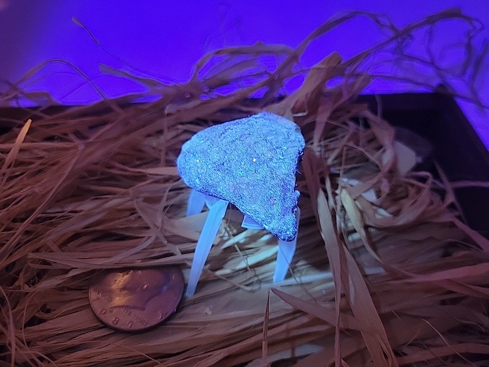 Permineralized Claw Fossil Super Rare
