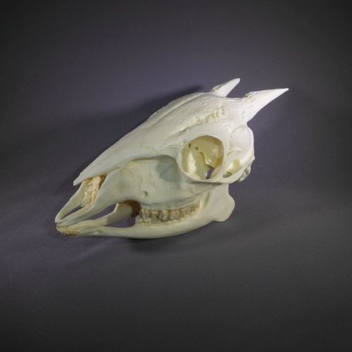RED FOREST DUIKER SKULL REPLICA
