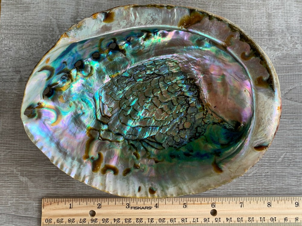 Abalone Shell, Seashell Incense Burner, Smudge Bowl / Holder, Pick a Size