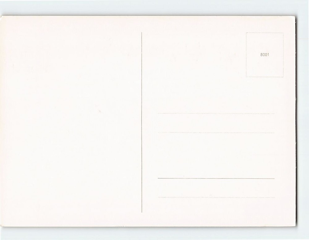 Postcard Cat Close Up Picture