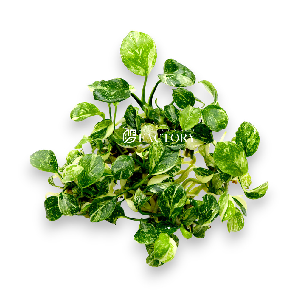 Anubias Panda Marble