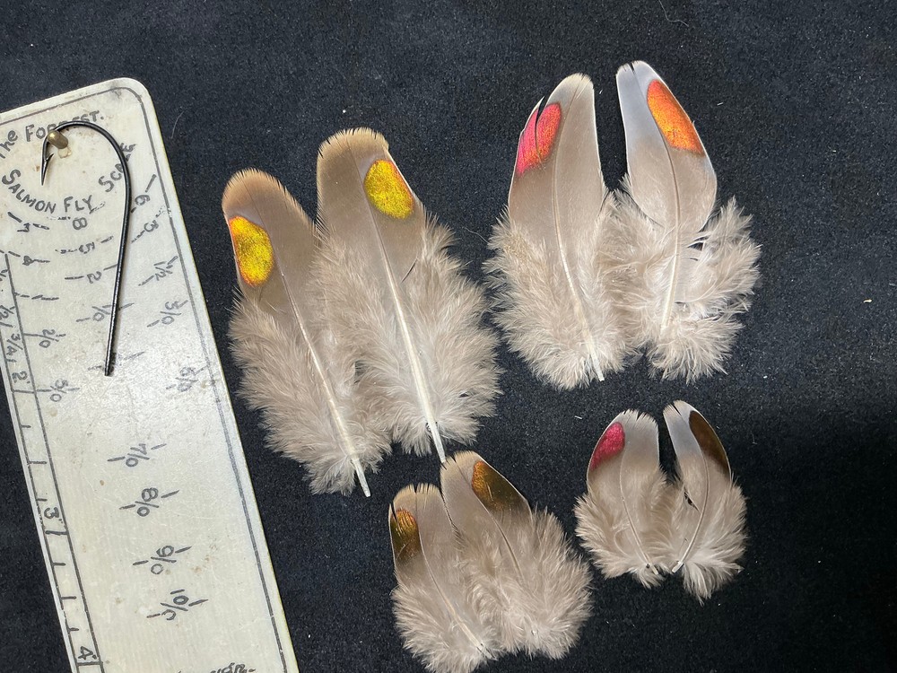 Fruit Pigeon feathers