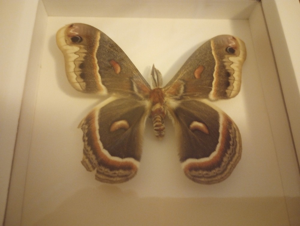Framed Cecropia Moth Bug Under Glass
